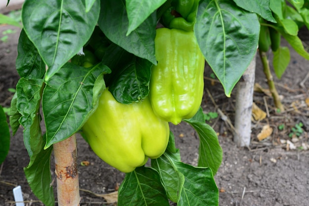 paprika op struik onder groene bladeren op tuinbed, close-up