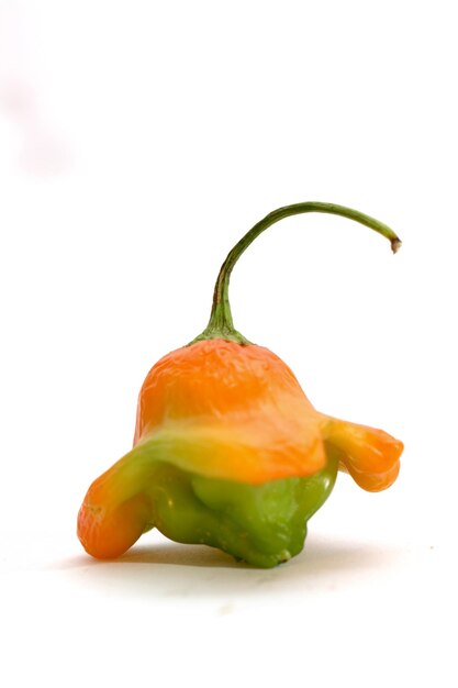 Paprika pepper