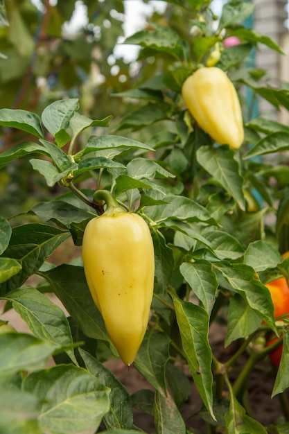 Paprika's groeien op een struik in de tuin Bulgaarse of paprikaplant