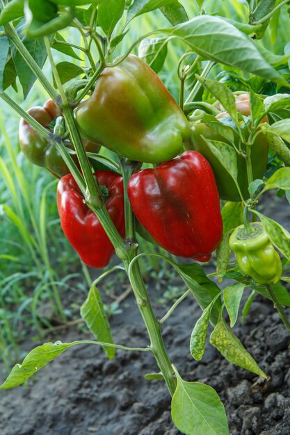 Paprika's groeien op een struik in de tuin Bulgaarse of paprikaplant