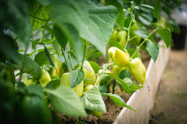 Paprika's in een tuin