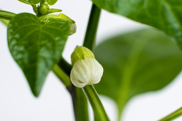 Paprika's kweken uit zaden Stap 9 eerste bloemen bloeien