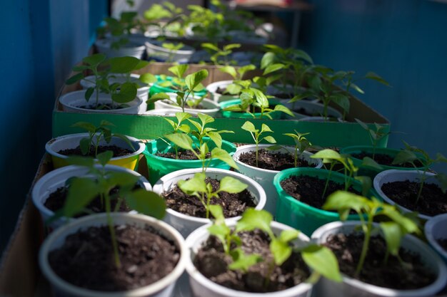Paprika seedlings grown in pots before planting to garden