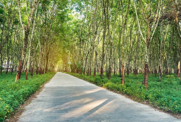 Para rubber tree, latex rubber plantation and tree rubber