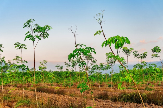 Para rubber tree, latex rubber plantation and tree rubber