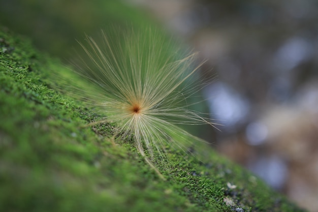 Photo parachutes plant seed