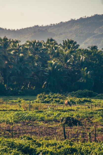 Foto paradijsstrand in het caribisch gebied