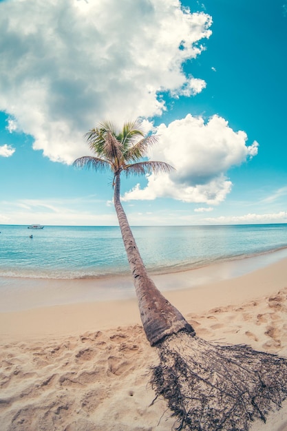 Foto paradijsstrand in het caribisch gebied