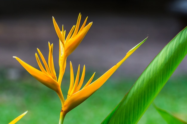 paradijsvogel bloem, heliconia bloem met groen blad