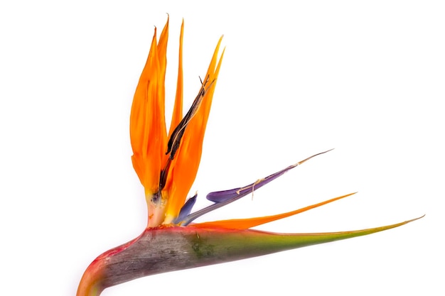 Foto paradijsvogel bloem (strelitzia regina) op de witte achtergrond.