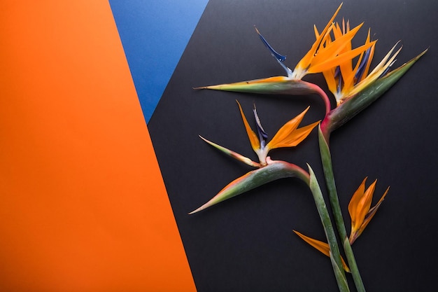 Paradijsvogelbloem op zwarte oranje en blauwe samenstellingsachtergrond Minimalistisch concept