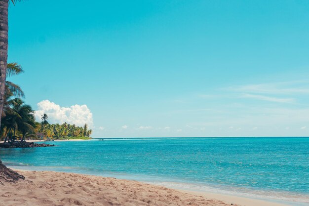 카리브 해의 파라다이스 해변과 도미니카 공화국의 열대 세계에서 나무 집