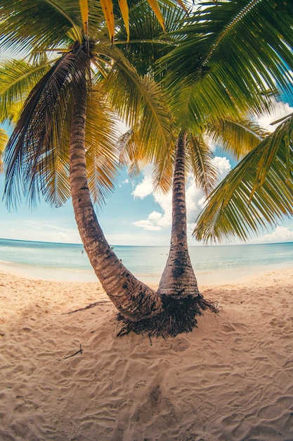 Paradise beach in the caribbean with wood house in the tropical world in dominican republic