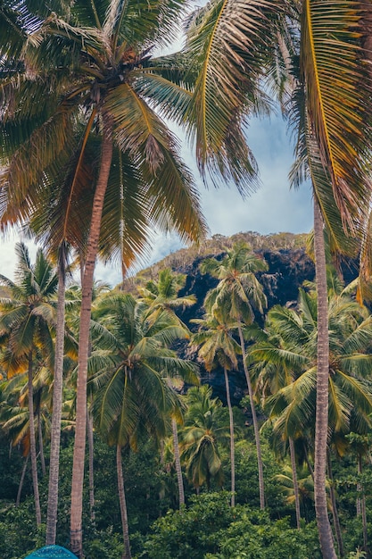 Foto la spiaggia paradisiaca dei caraibi