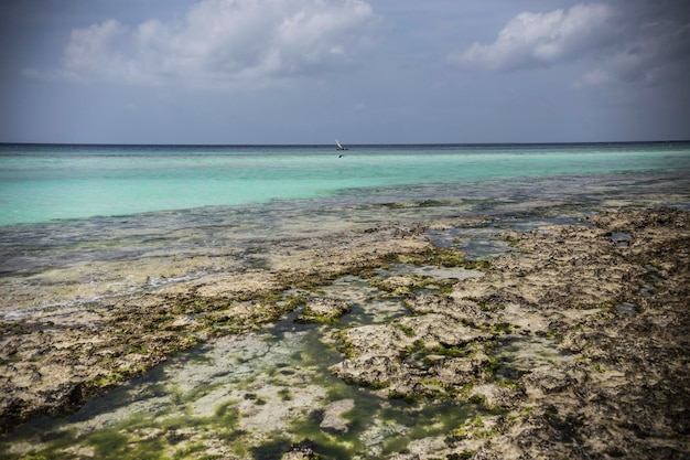 Paradise beach with turquoise color water at kizimkazi safari\
blue, zanzibar, tanzania