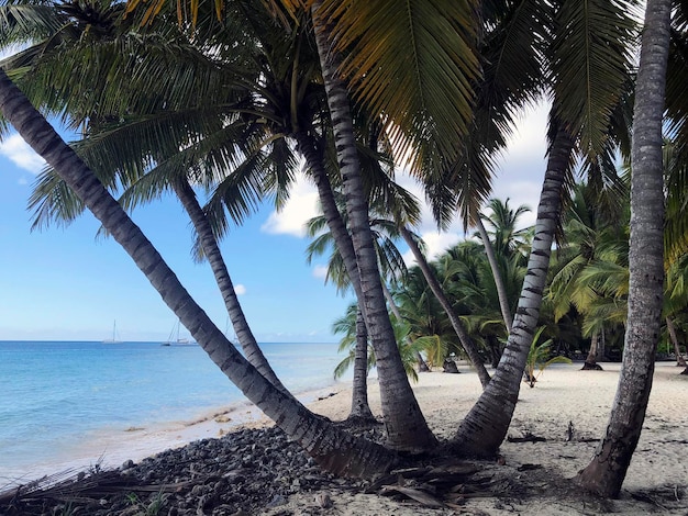 아무도 없는 하얀 모래와 커다란 야자수가 있는 파라다이스 해변. Saona 섬, 도미니카 공화국
