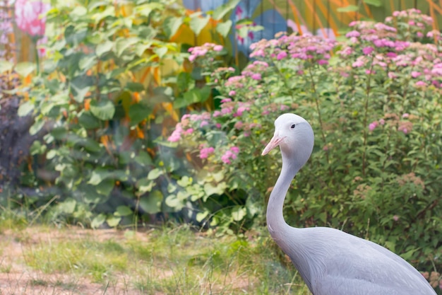 Paradise crane or blue crane from South Africa A rare endangered bird species