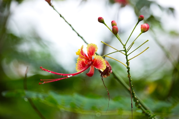 Paradise Flower after rain