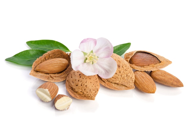 Paradise flower with almond nuts isolated on white background