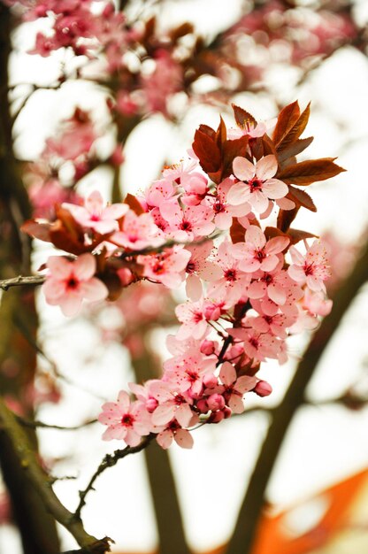 Paradise pink apple flowers in Fulda Hessen Germany