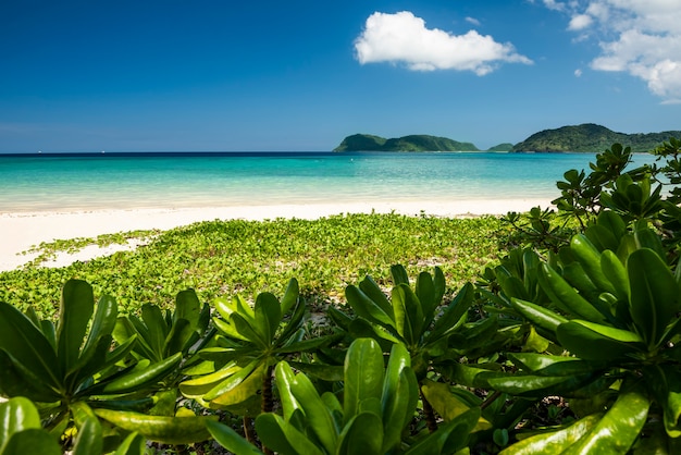 Paradisiacal cozy beach full of native vegetation, turquoise sea and white sands.