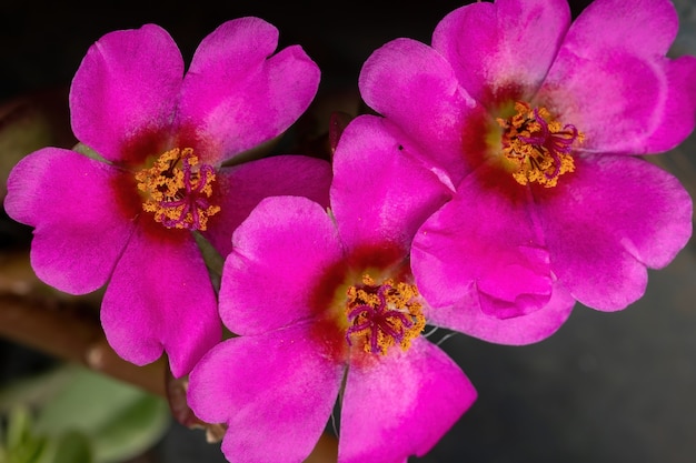 Portulaca paraguaiana fiore della specie portulaca amilis