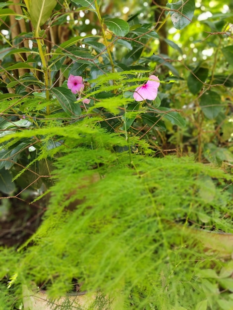 写真 パラグイタ