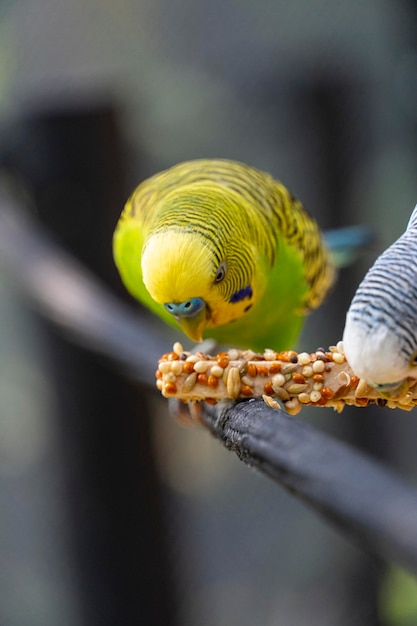 Parakeet bird eating seeds standing on a wire background with\
bokeh beautiful colorful bird mexico