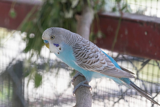 Parakeet is the common name for a diverse group of small parrots Some parakeet subspecies are the budgerigar