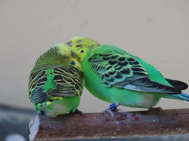 Photo parakeet love