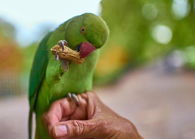 Parakeet perched on a hand eating nuts