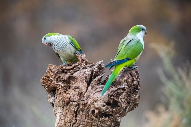 野生の果物でのインコの摂食 ラ パンパ パタゴニア アルゼンチン