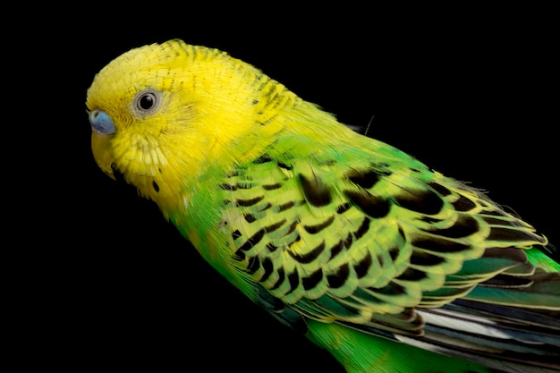 Parakeets budgerigar bird on black