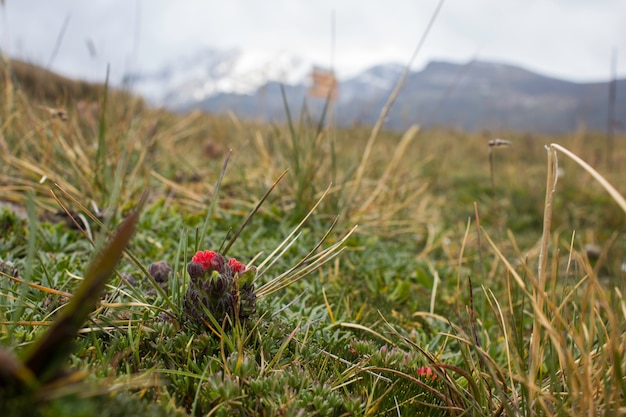 Paramo andino