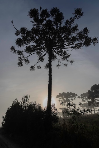 写真 パラナマツ学名 araucaria angustifolia 冬の初めに霧がかかる高地の大西洋の森に典型的な木