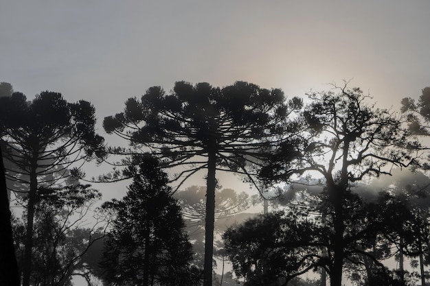 写真 パラナマツ学名 araucaria angustifolia 冬の初めに霧がかかる高地の大西洋の森に典型的な木