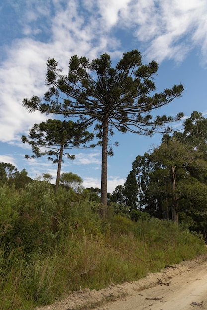 Paranapijnboom met de wetenschappelijke naam Araucaria angustifolia in het Latijn met een prachtige blauwe lucht op de achtergrond met wolken die een prachtig kleurencontrast vormen met het landschap