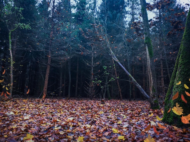 Paranormal stranger forest for horror background Nature misty landscape