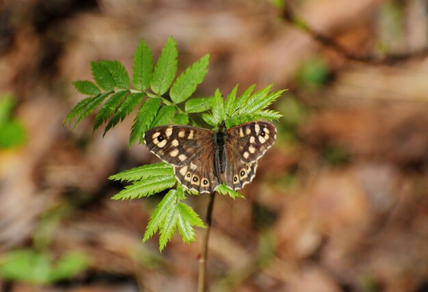 사진 pararge aegeria speckled wood 나비는 4월 아침에 마가목 잎에 자리 잡고 있습니다.