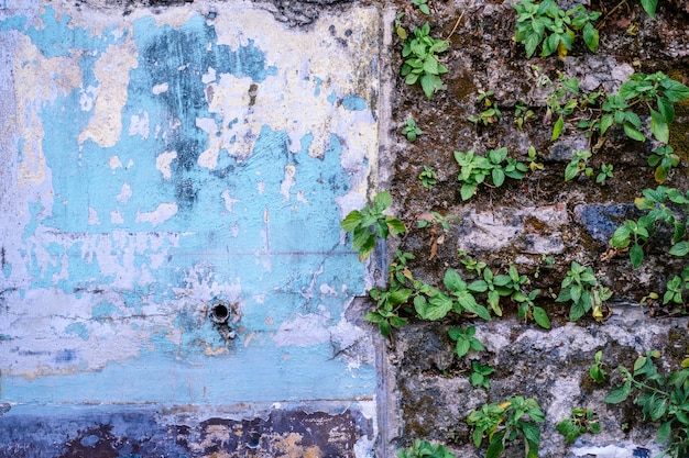 Foto parasitaire planten op de oude muur.