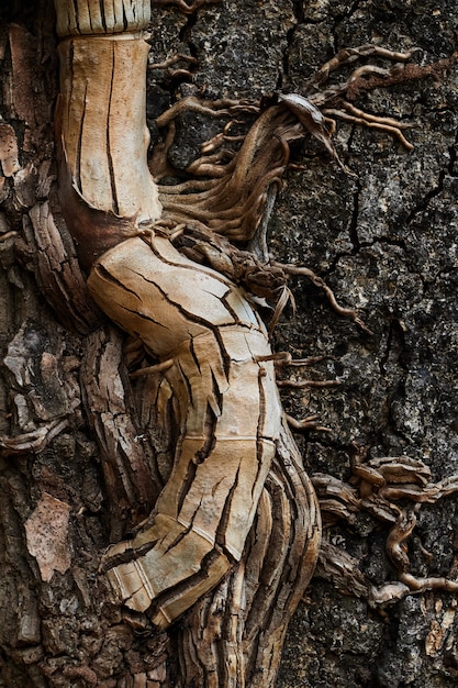 Parasite ivy on tree trunk