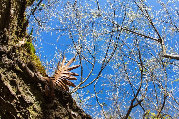 Photo parasite plant growing on tree in forest