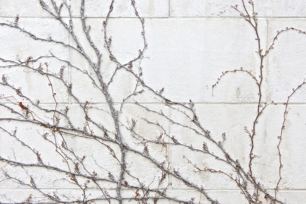 Parasite plant on a white brick wall texture