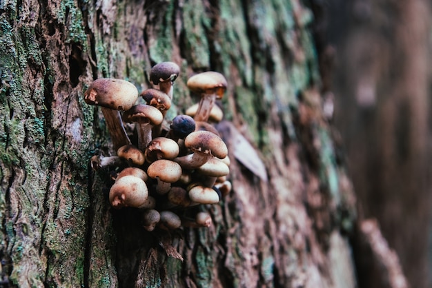 Parasitic fungi on the trunk