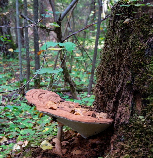 枯れ木の幹に寄生する真菌タマチョレイタケ