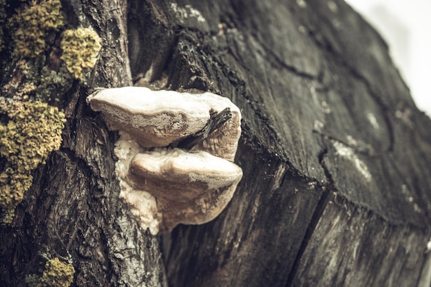 Паразитический грибок на стволе большого дерева