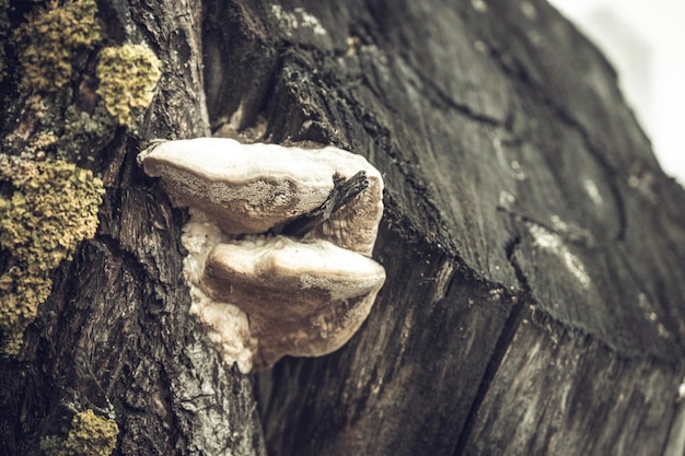 Parasitic fungus on the trunk of a large tree