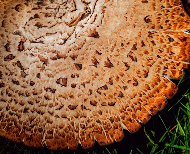 Parasol mushroom cap texture
