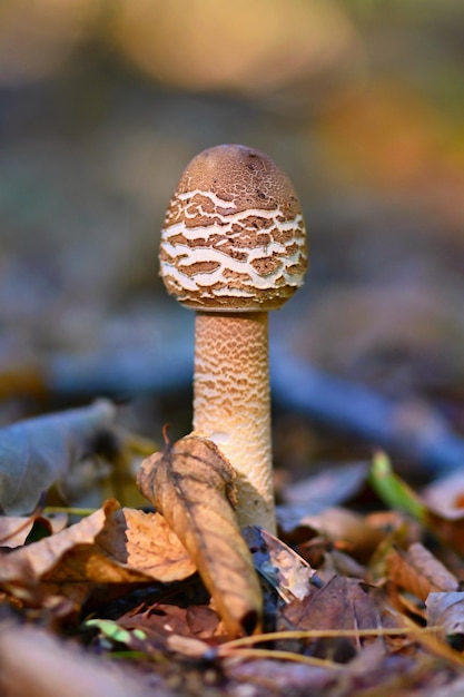 The parasol mushroom macrolepiota procera beautiful mushroom in the autumn forest