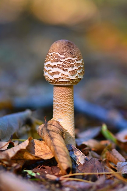 Foto il fungo parasole macrolepiota procera bellissimo fungo nella foresta autunnale